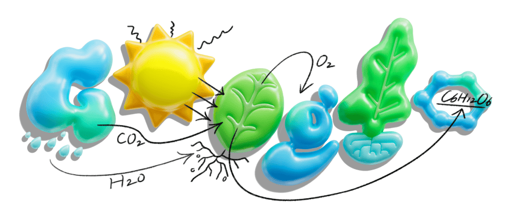 learning-about-photosynthesis-emea-copy-6753651837110947-2xa learning-about-photosynthesis-emea-copy-6753651837110947-2xa