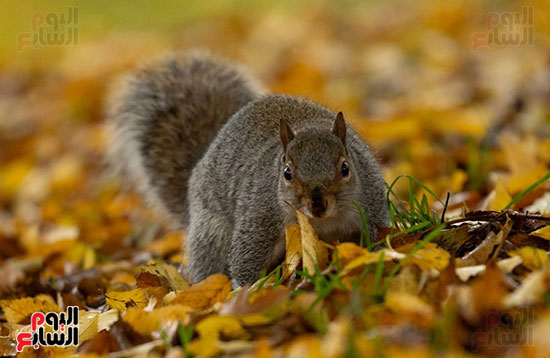 نجاب رمادي يبحث عن الطعام