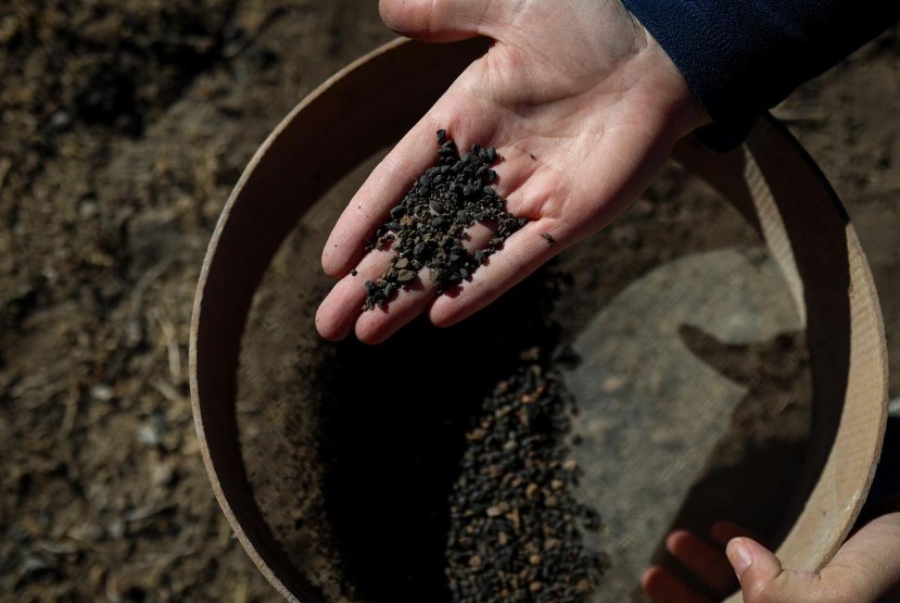 حبوب الشعير المتفحمة 