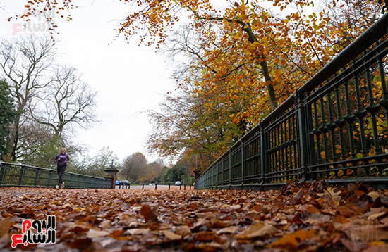 مشاهد خلابة لأوراق الشجر وهي تتساقط لتغطي الممرا