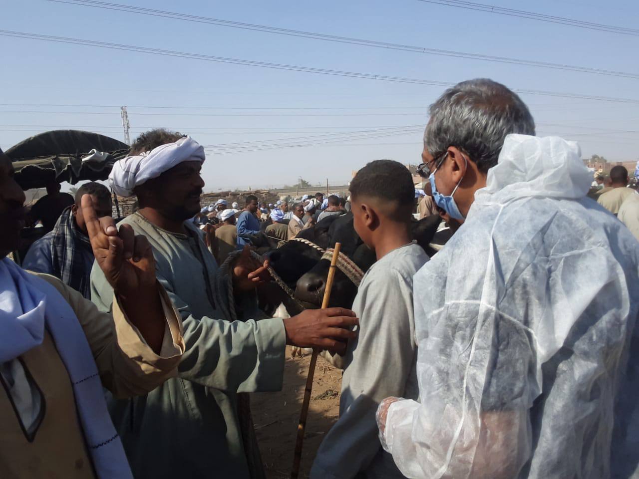 توعية أصحاب الماشية فى الأسواق الأسبوعية