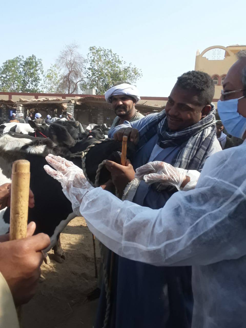 لجان وفرق للمرور على الأسواق لفحص وحماية الماشية