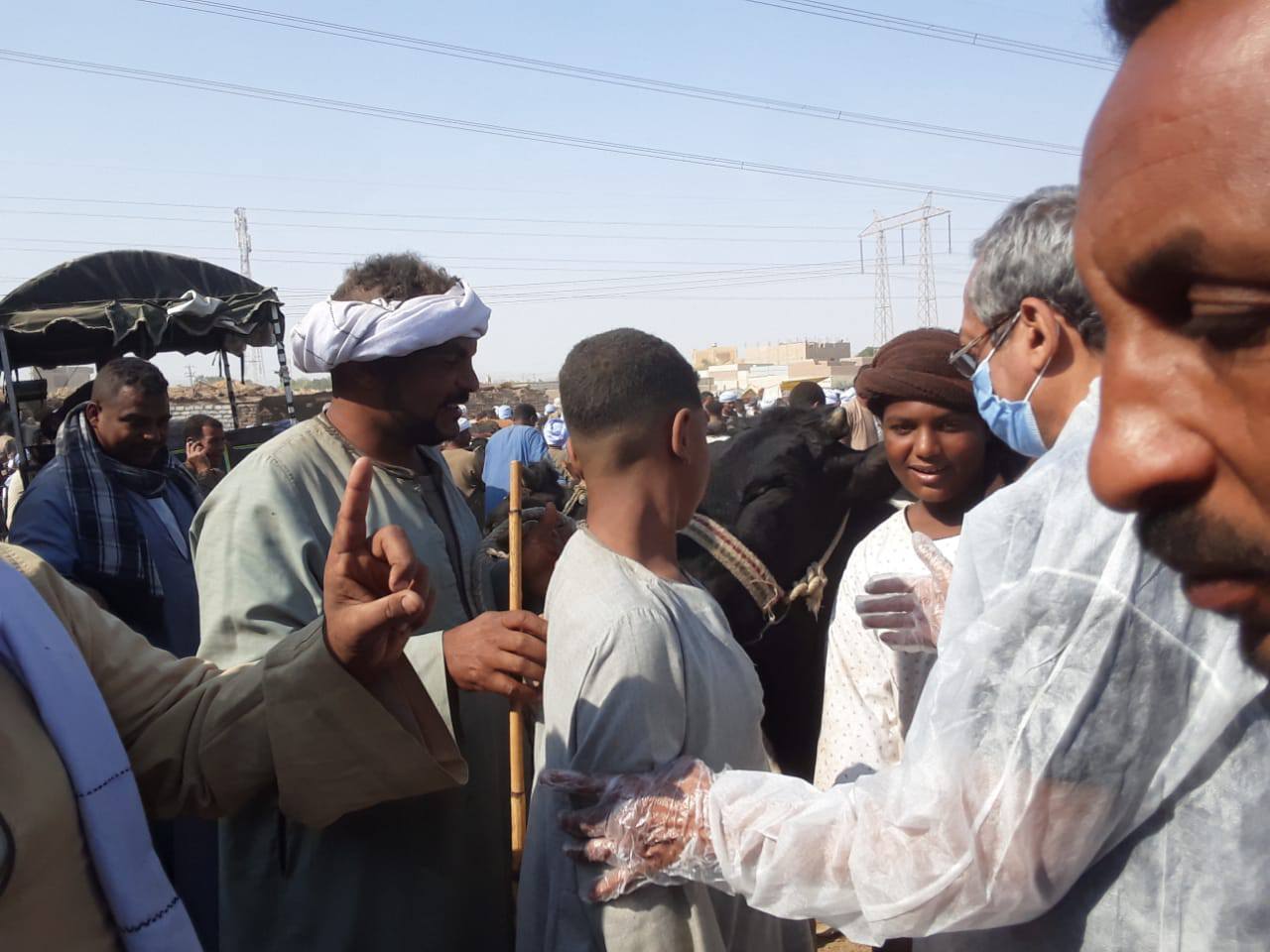 بيطرى الأقصر تطلق لجان وفرق للمرور على الأسواق لفحص الماشية