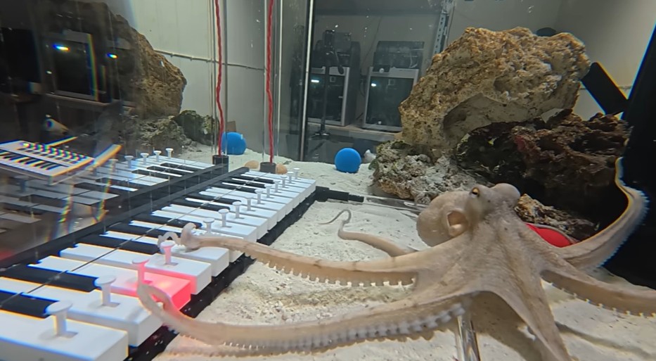 الأخطبوط أثناء التعلم على العزف