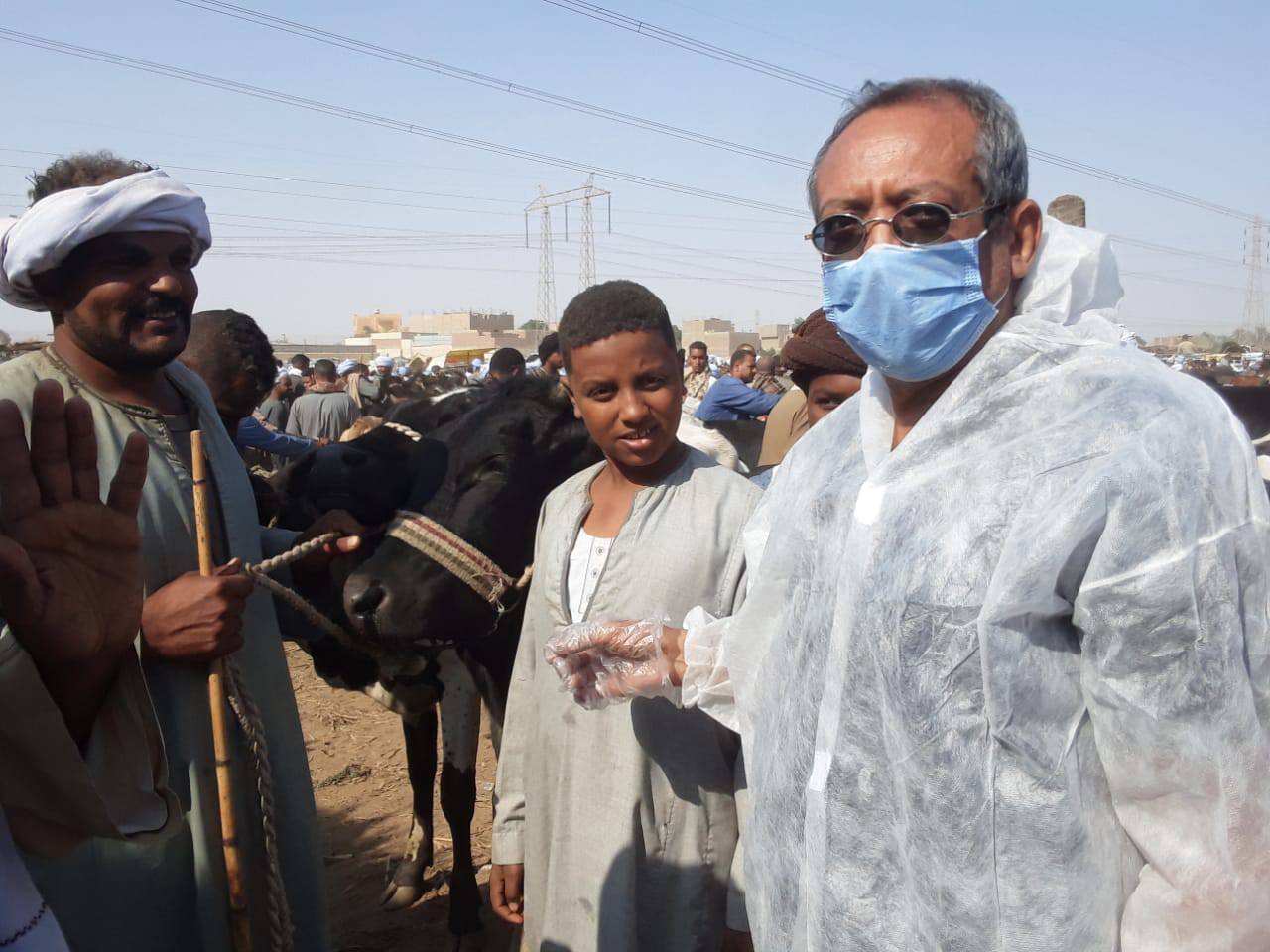 لجان وفرق للمرور على الأسواق لفحص وحماية الماشية بالأقصر