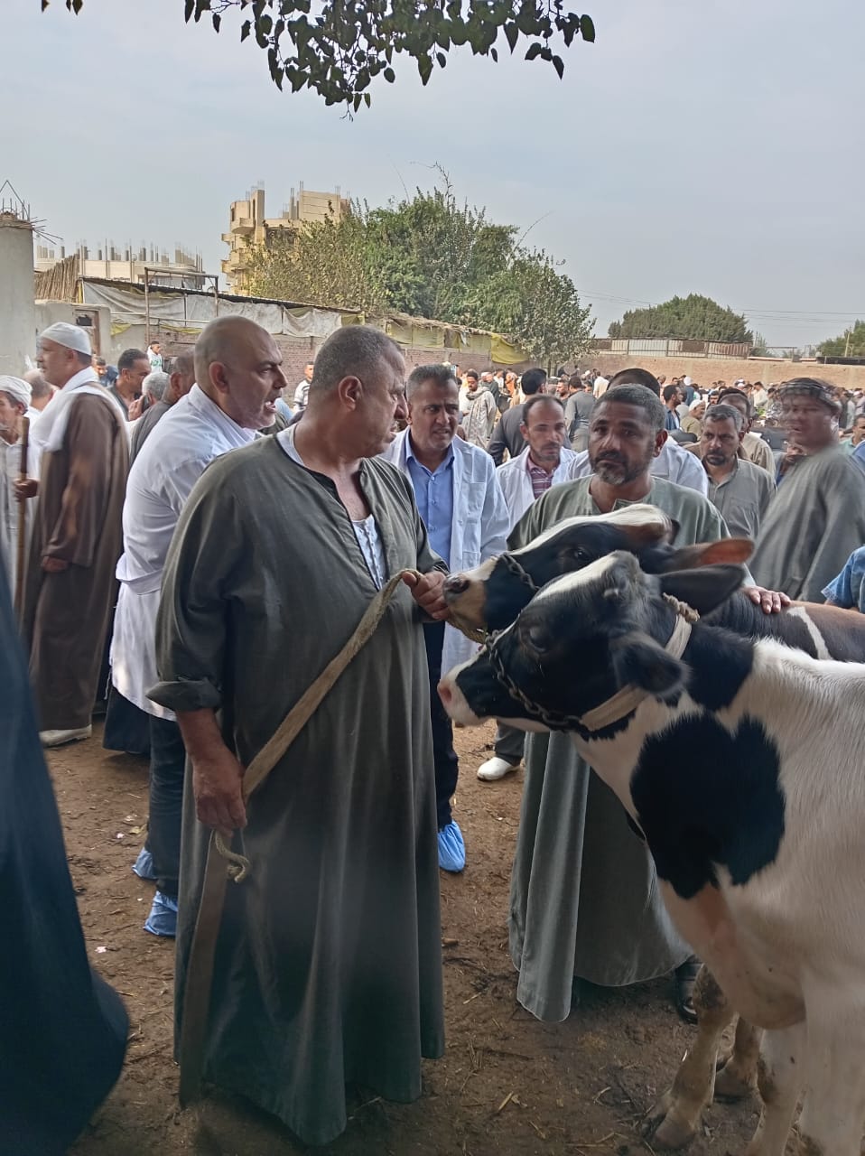 إقبال المربين على التحصين