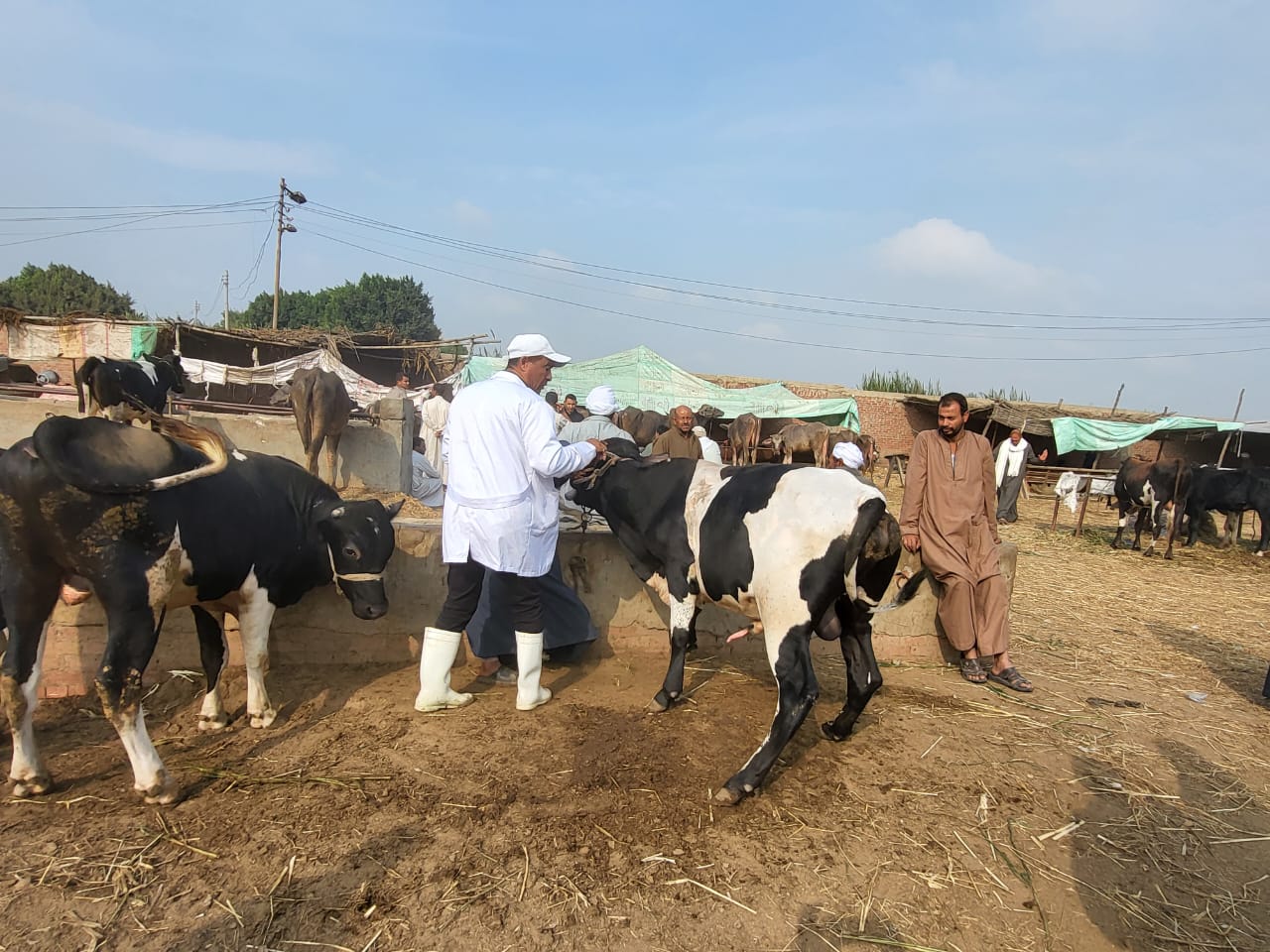 تحصين المواشي بالأسواق
