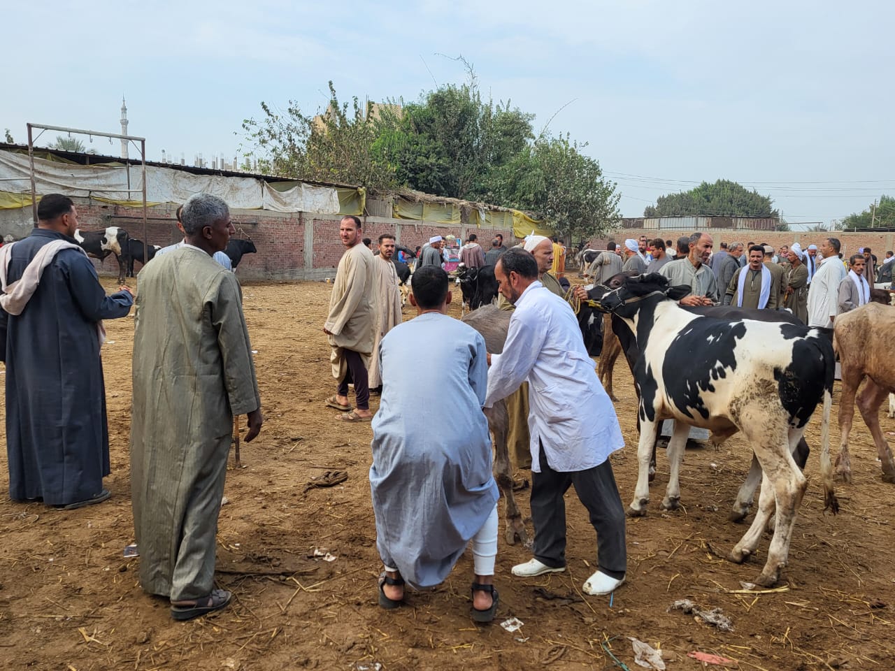 الفرق البيطرية بالأسواق