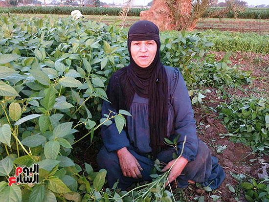 الست-نجاة-فلاحة-أصلية