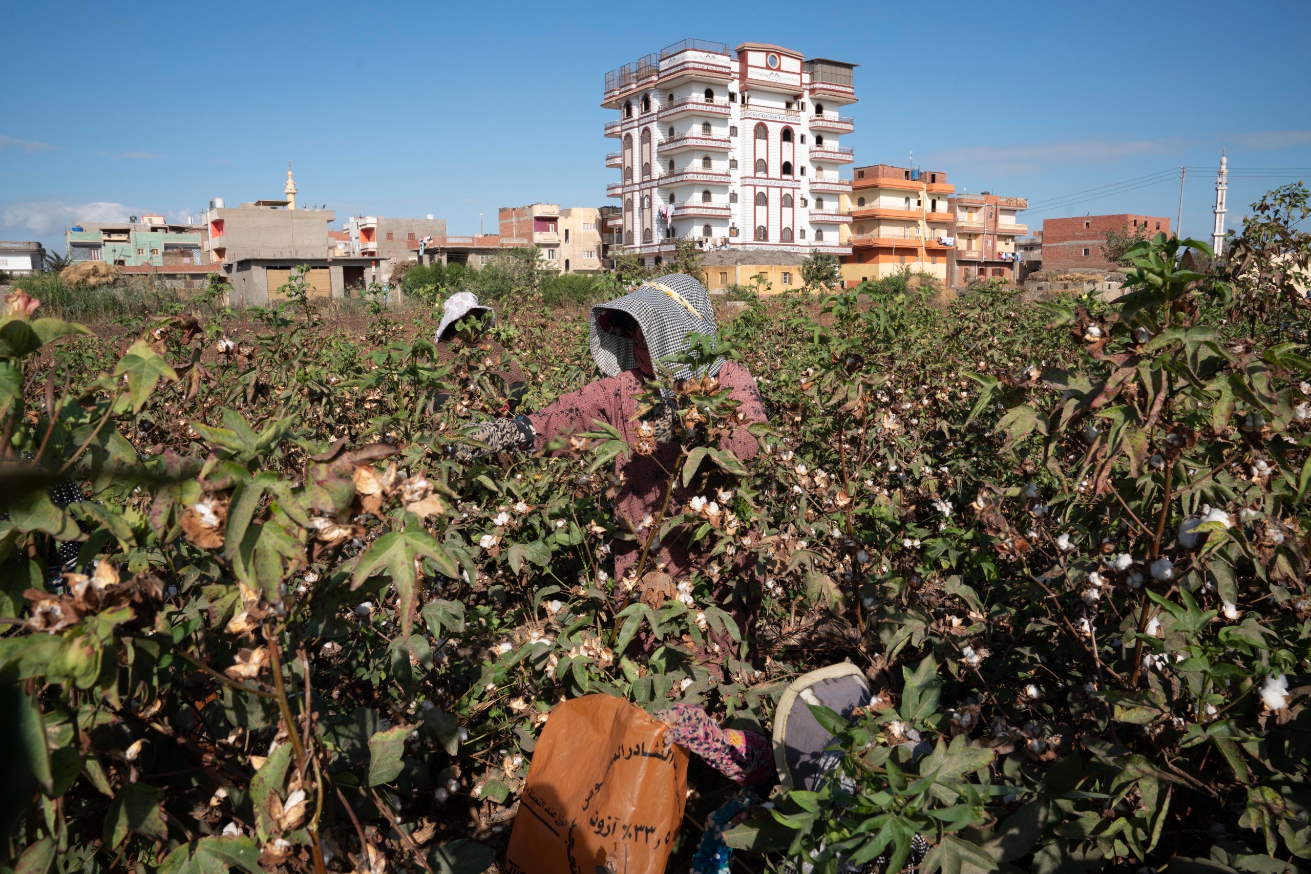 جانب من حصاد القطن (4)