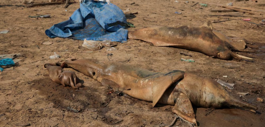 نفوق الدلافين فى الامازون 