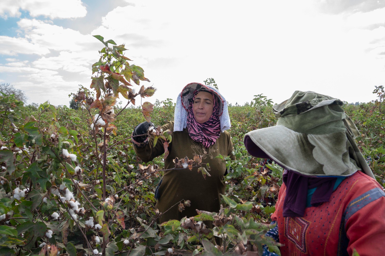 جانب من حصاد القطن (5)