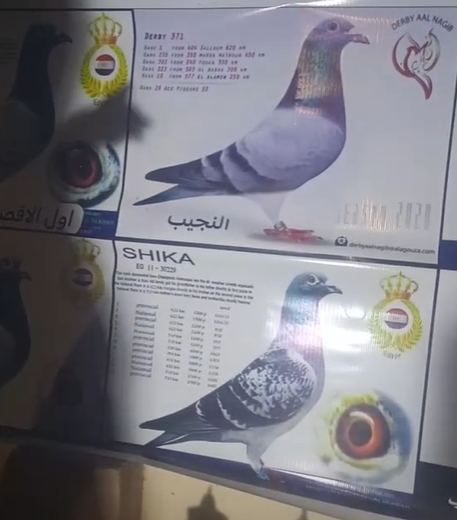 الحمام النجيب الحاصل على جوائز أولى على مستوى الجمهورية