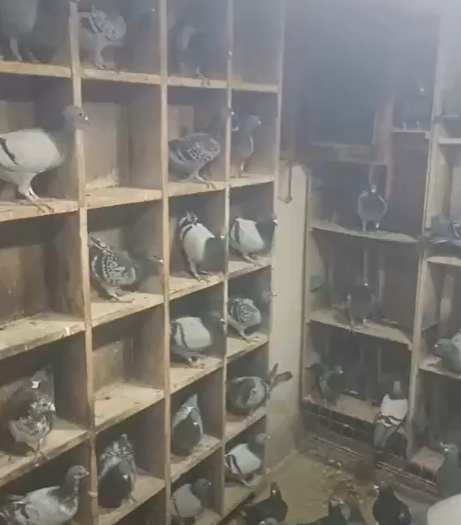 جانب من الحمام