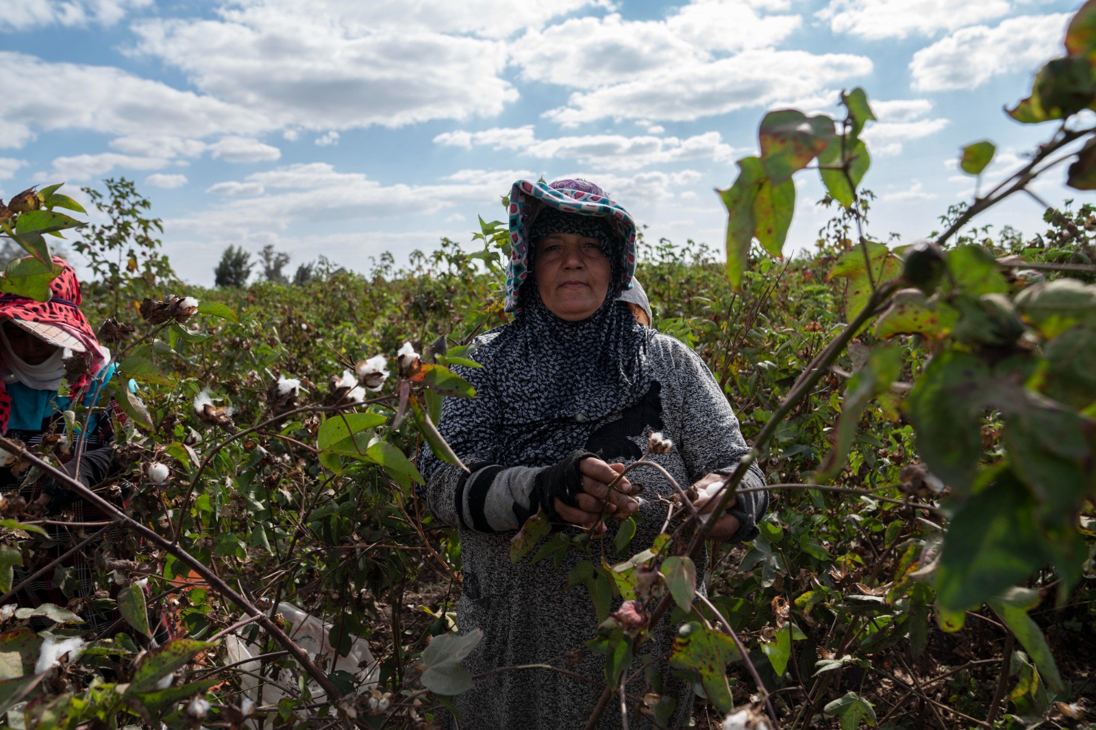 جانب من حصاد القطن (3)