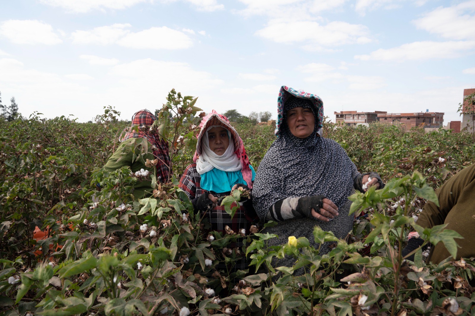 جانب من حصاد القطن (2)