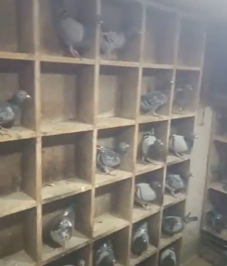 الحمام الزاحل في لوطه