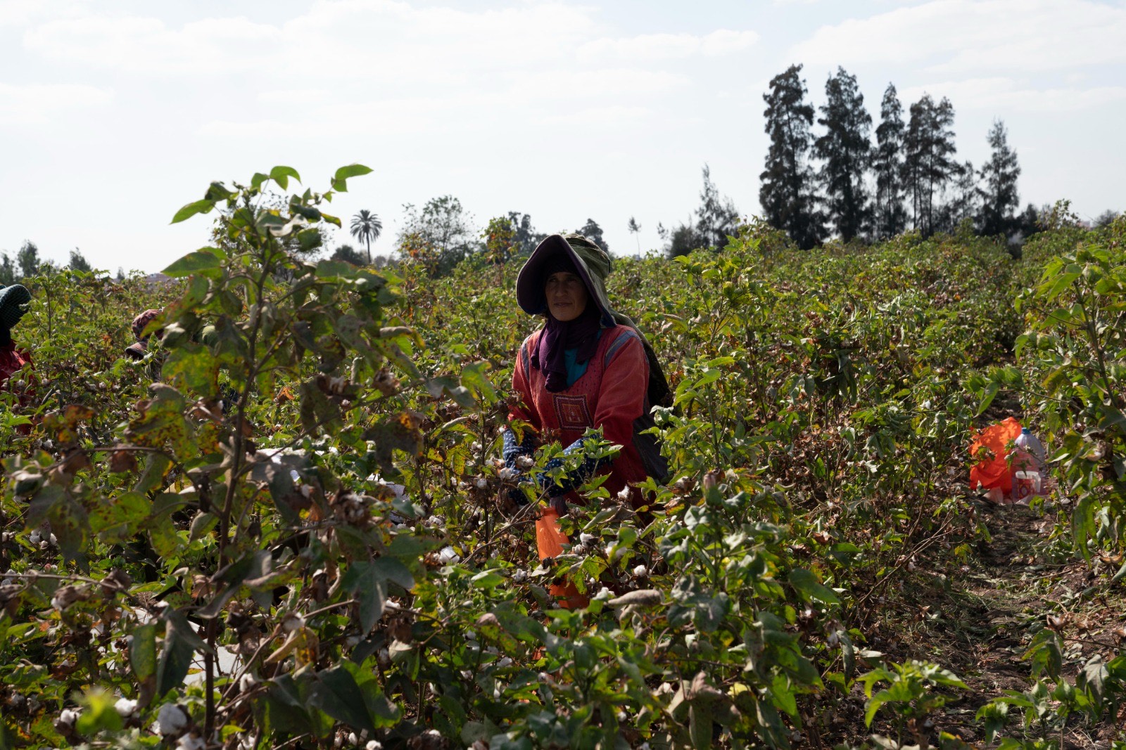 جانب من حصاد القطن (1)