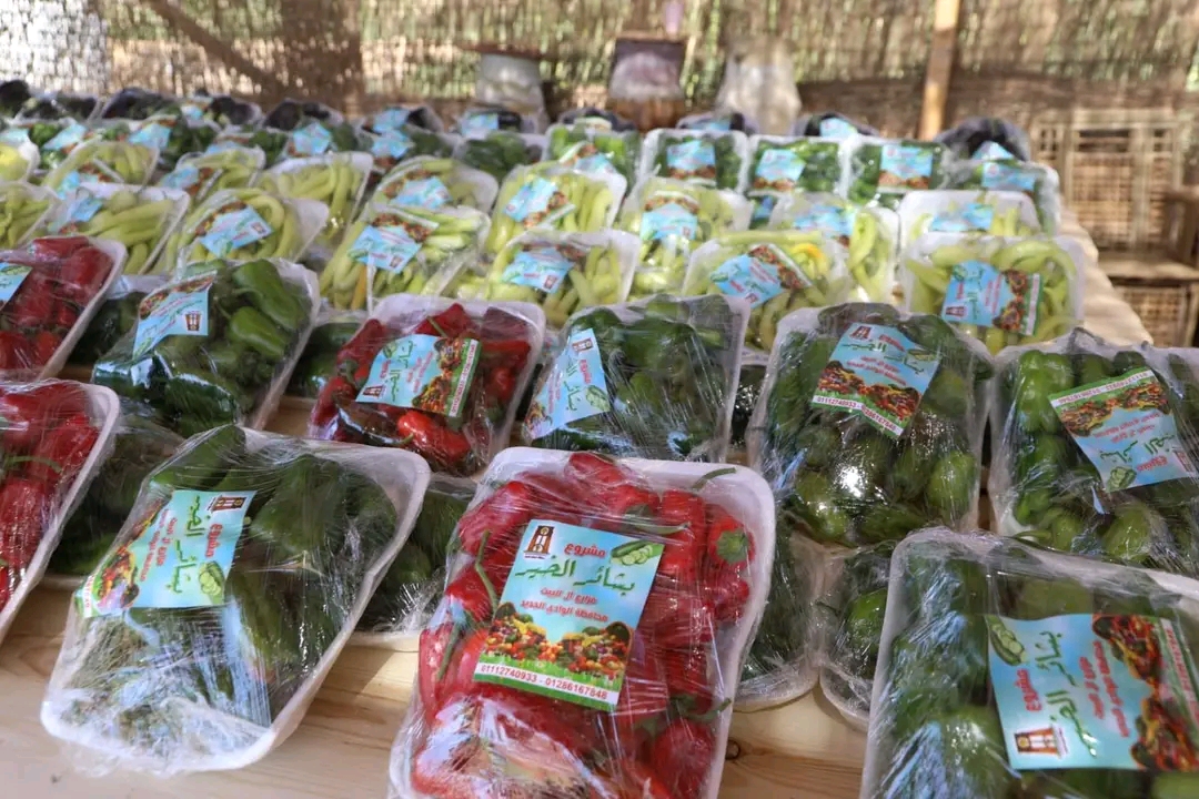 قرى الجذب السكاني بالوادى الجديد أكبر مشروع لتوطين الشباب بإجمالى 100 ألف شخص (5)