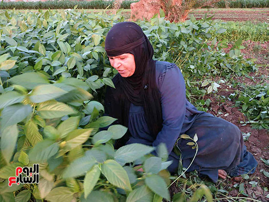 الست-نجاة-اثناء-حصاد-الملوخية