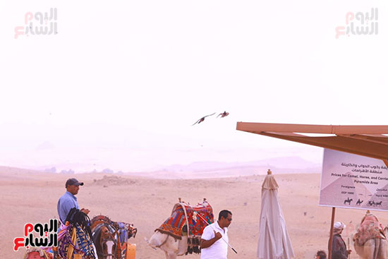 قوافل الجمال في الاهرامات