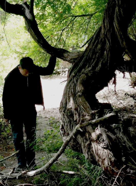 أقدم شجرة عنب فى العالم أقدم شجرة عنب فى العالم