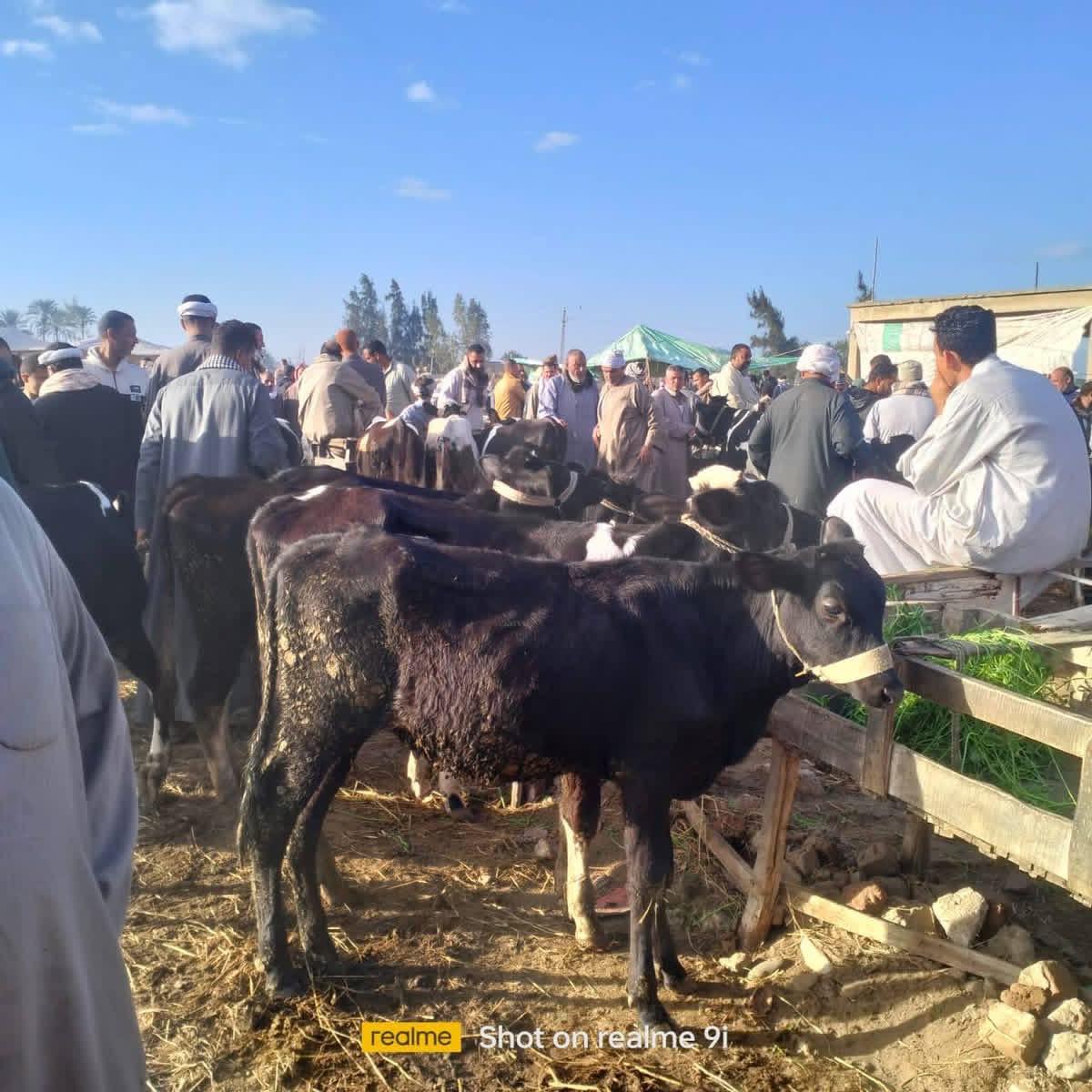 التحصين بأسواق الماشية بكفر الشيخ