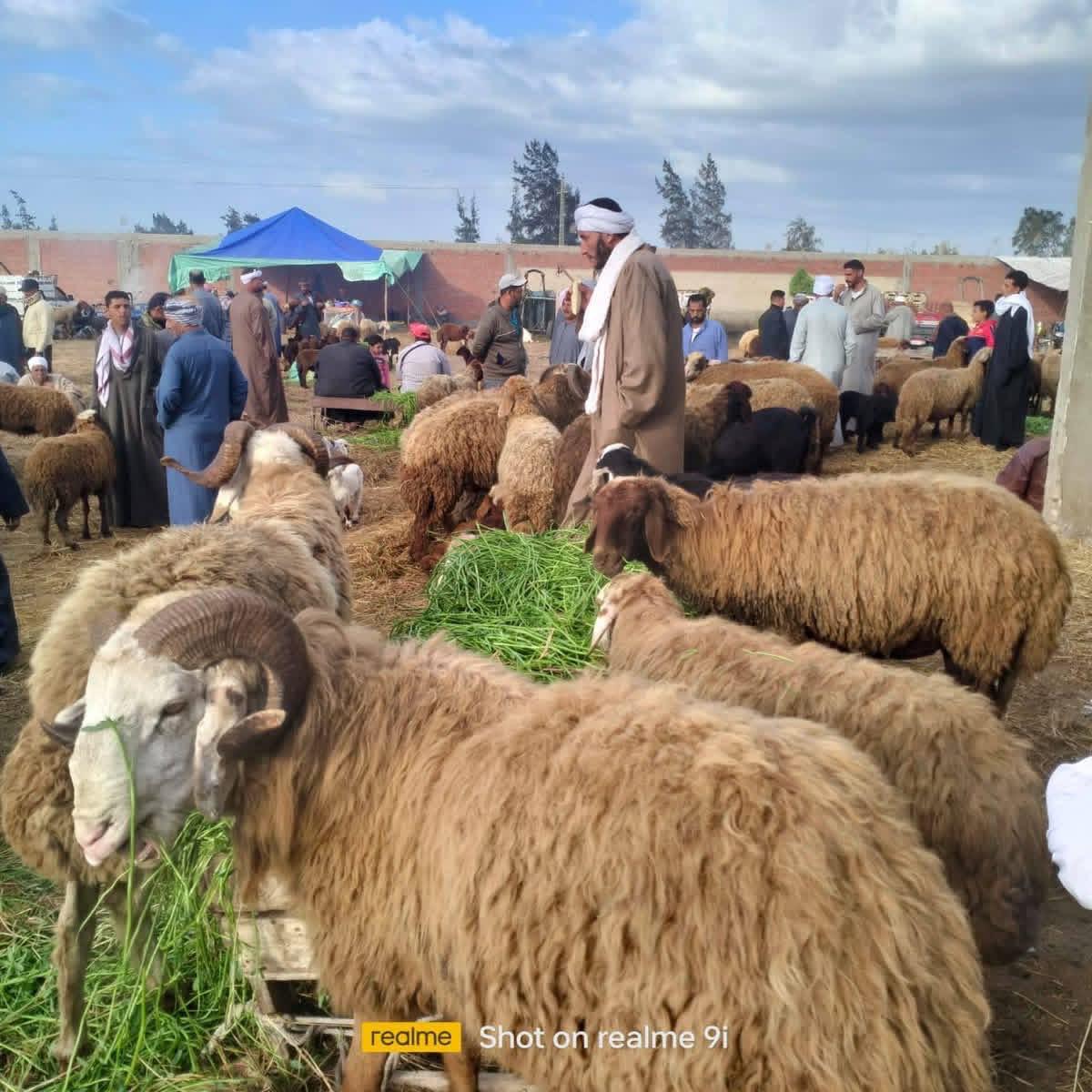الطب البيطري يتابع أسواق الماشية