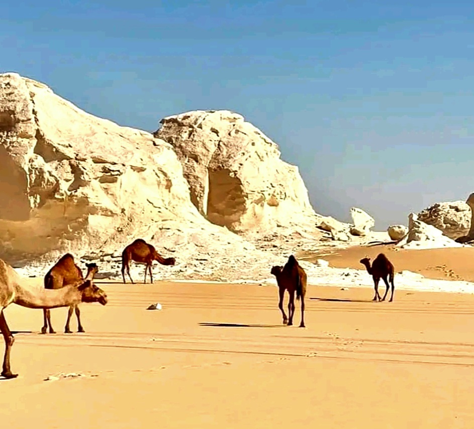 وادى العقبات وادى العقبات