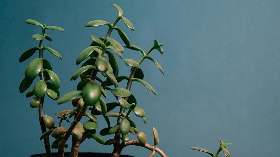 نباتات منزلية