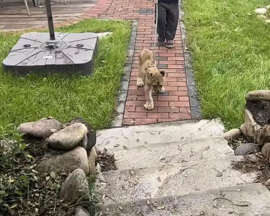 شبل من الفندق الصيني