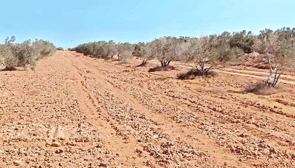 تأهيل الوديان  الصحراوية بمطروح للزراعة على الامطار