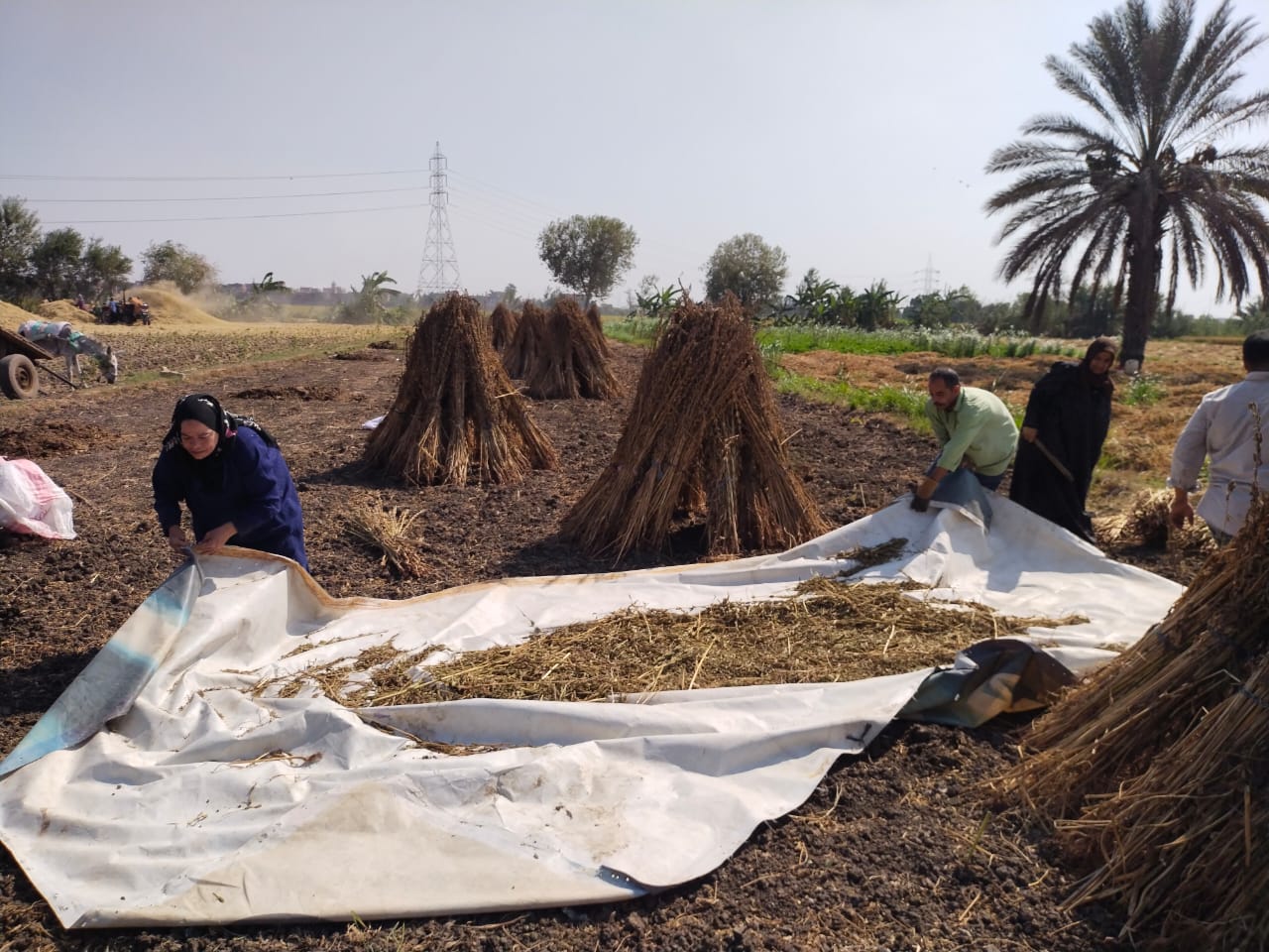 حصاد السمسم بالقليوبية