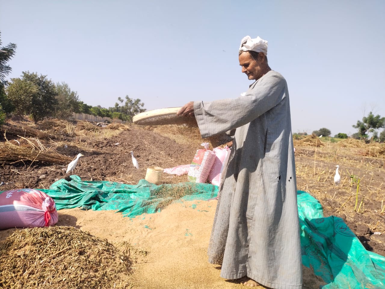 نقية المحصول من الشوائب