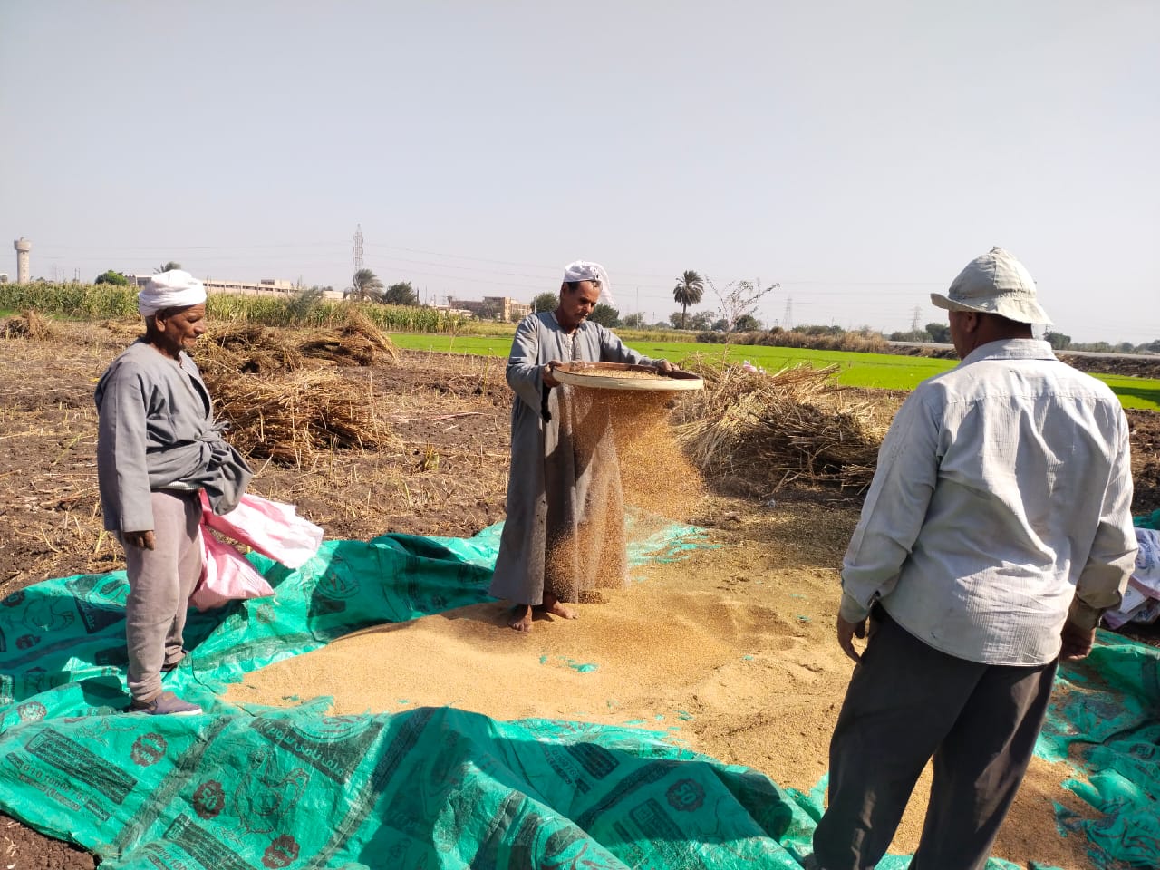 تعقيب السمسم وتنقيته من الشوائب