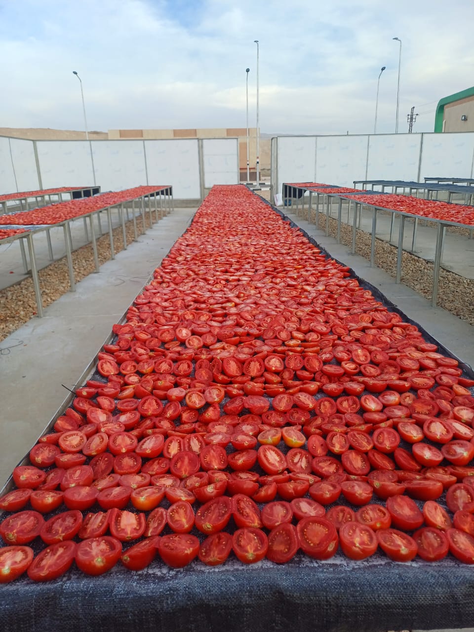فتح أبواب مناشر تجفيف طماطم جديدة بالأقصر فتح أبواب مناشر تجفيف طماطم جديدة بالأقصر