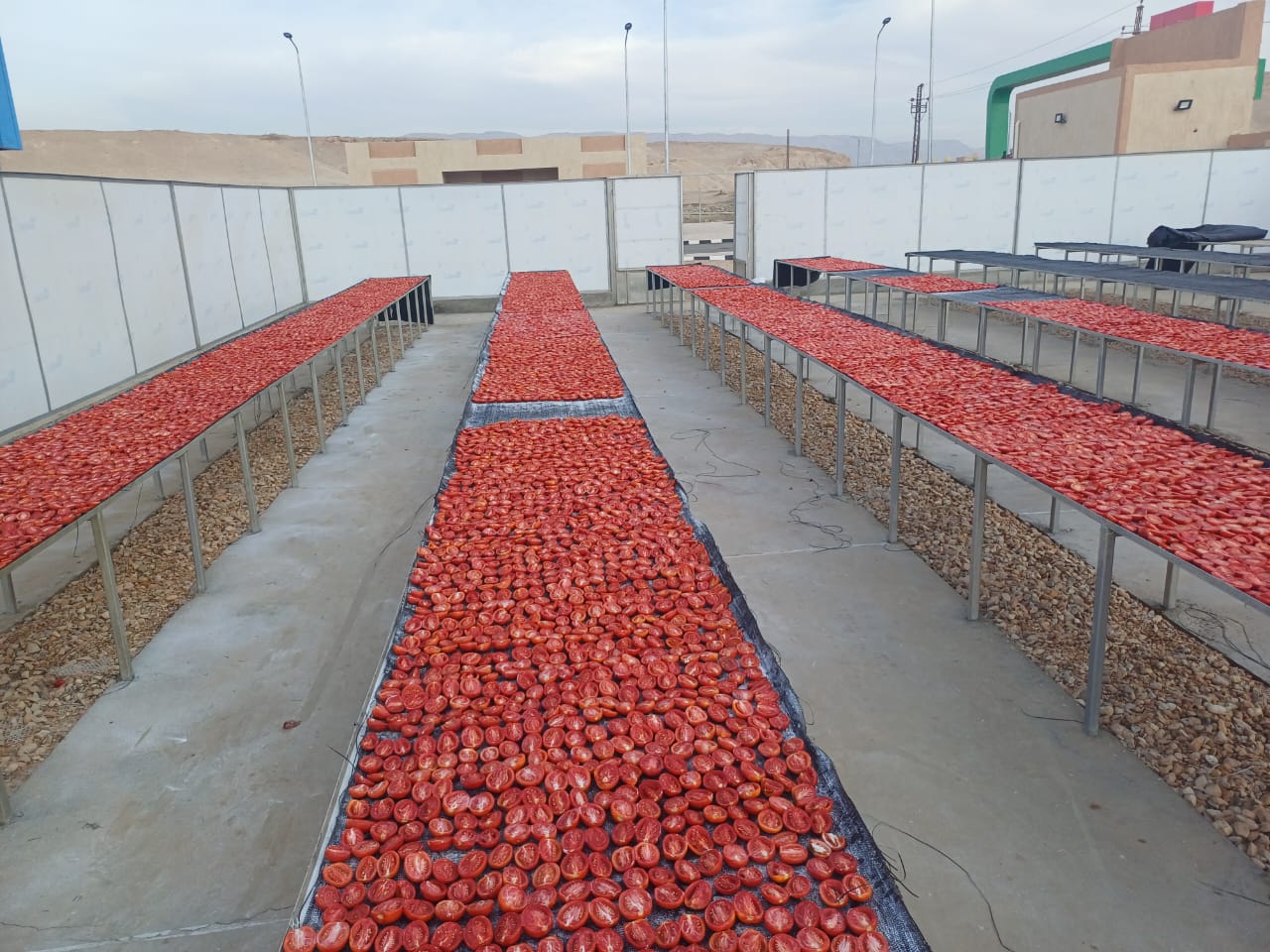 مناشر الطماطم فى مجمع الصناعات الغذائية لخدمة تجفيف الطماطم مناشر الطماطم فى مجمع الصناعات الغذائية لخدمة تجفيف الطماطم