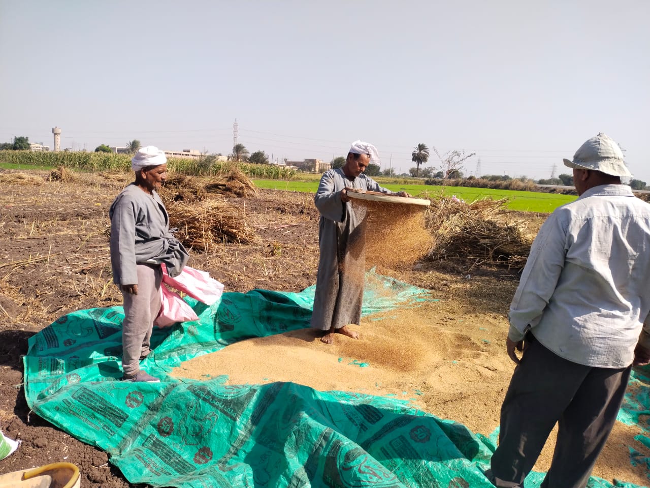 سمسم القليوبية