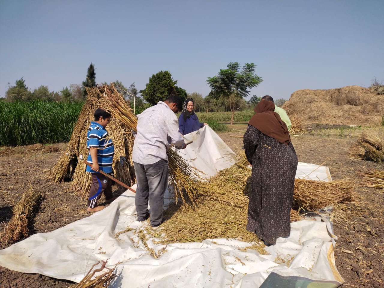 عملية التنفيض للمحصول