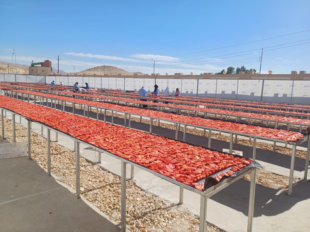 العمل داخل مجمع الصناعات الغذائية لخدمة تجفيف الطماطم العمل داخل مجمع الصناعات الغذائية لخدمة تجفيف الطماطم