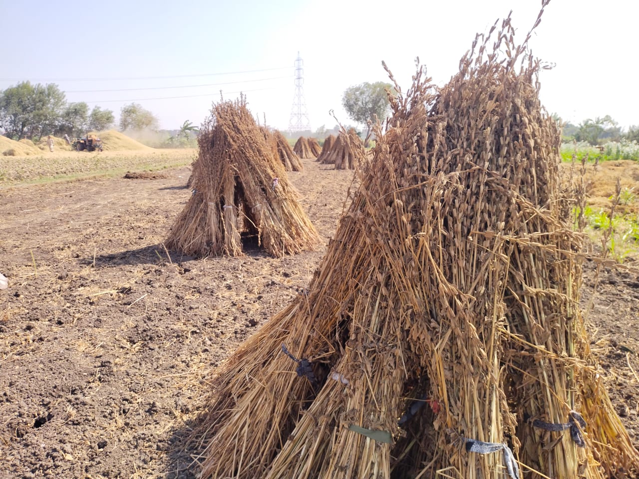 السمسم خلال الحصاد