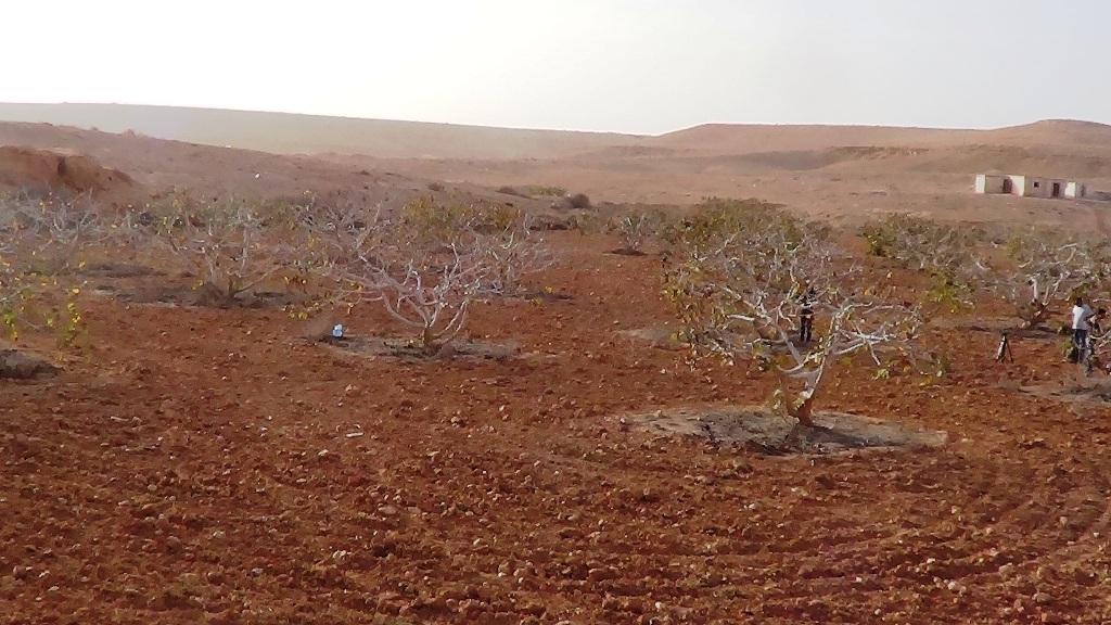 تنمية وتاهيل الوديان بحصاد الامطار (8)