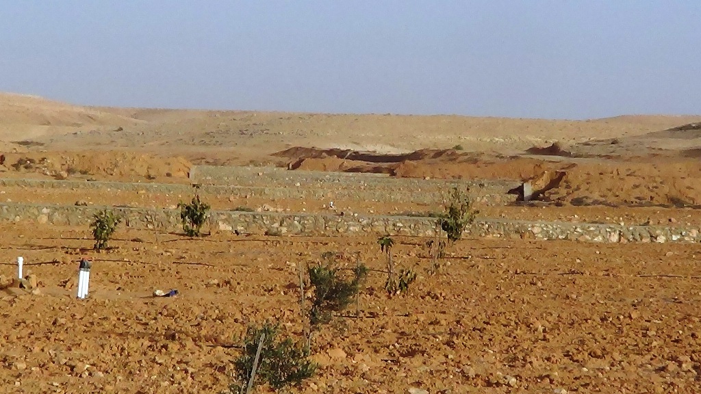 استصلاح الوديان وحصاد مياه الامطار بالسدود والابار لاستخدامها في الزراعة بمطروح (9)
