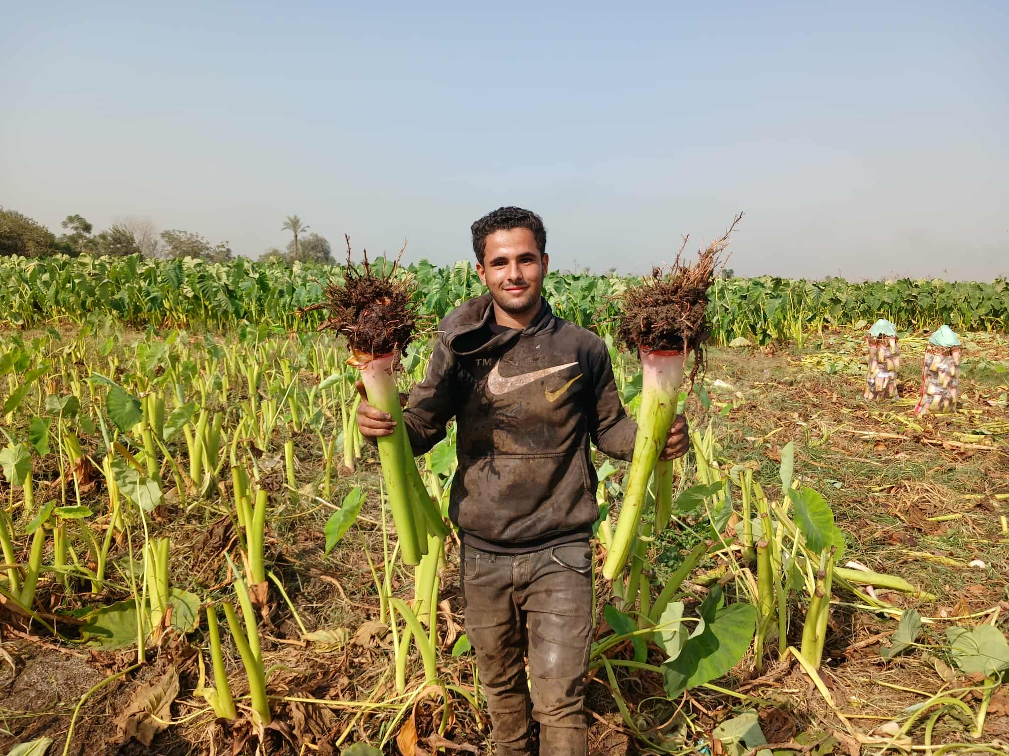 فرحة فى غيطان الشرقية