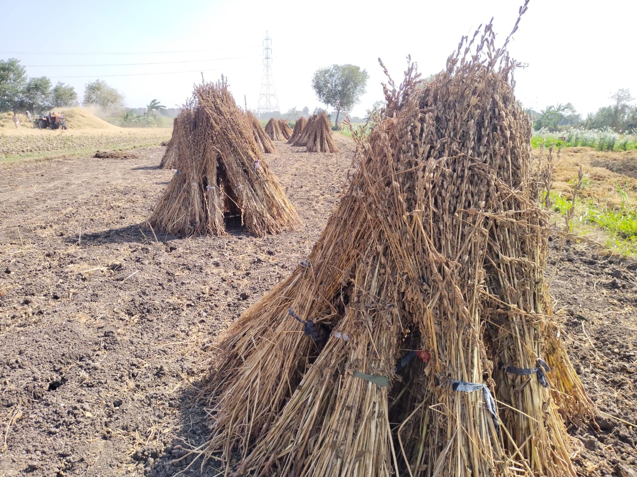 كومات السمسم بمزارع القليوبية