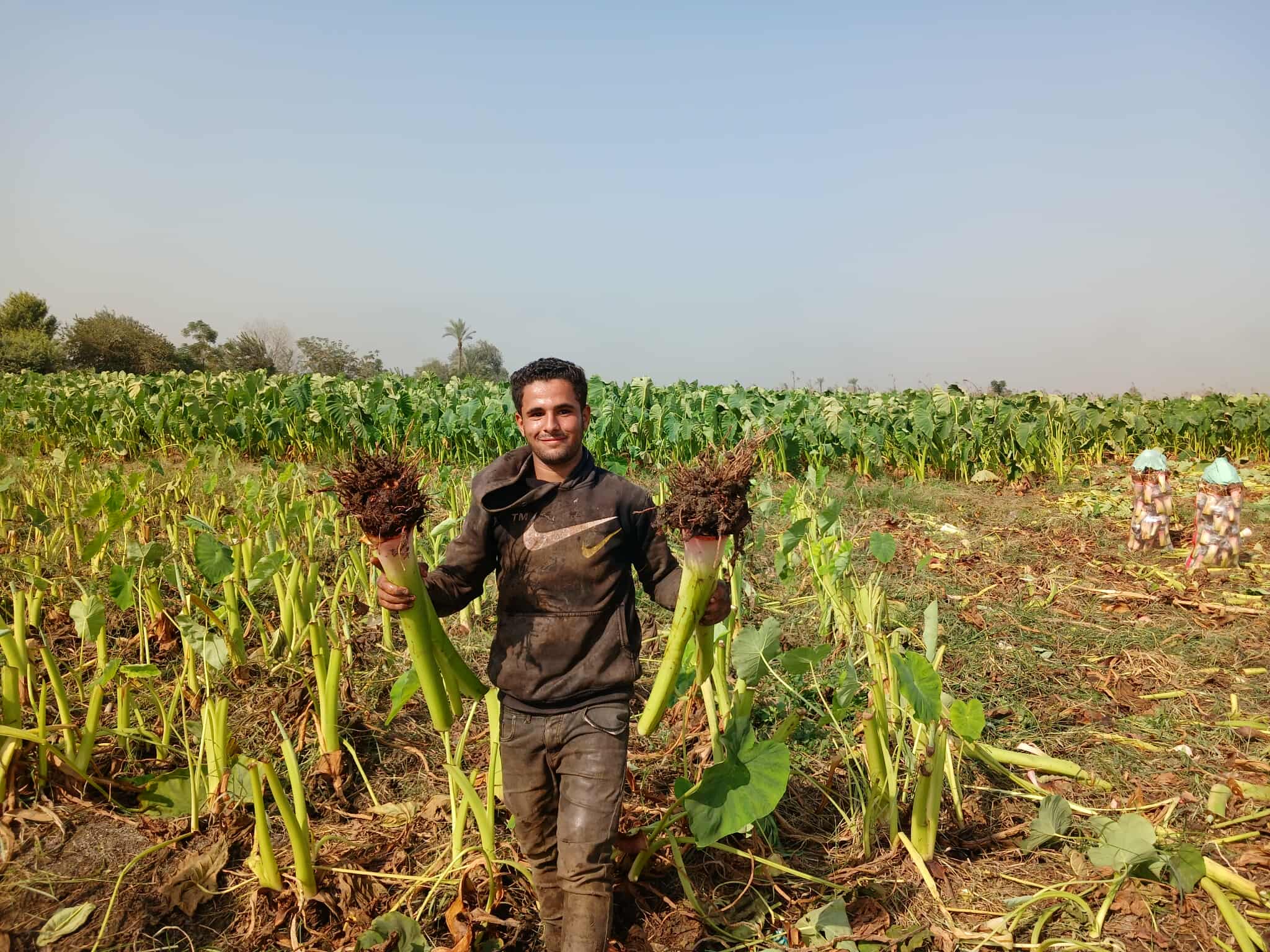 اعلى انتاجية