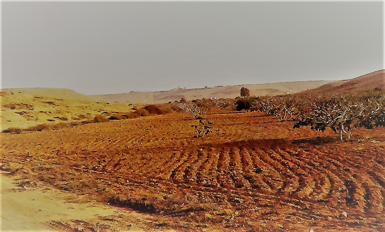 زراعة وديان صحراء مطروح من خلال حصاد الامطار