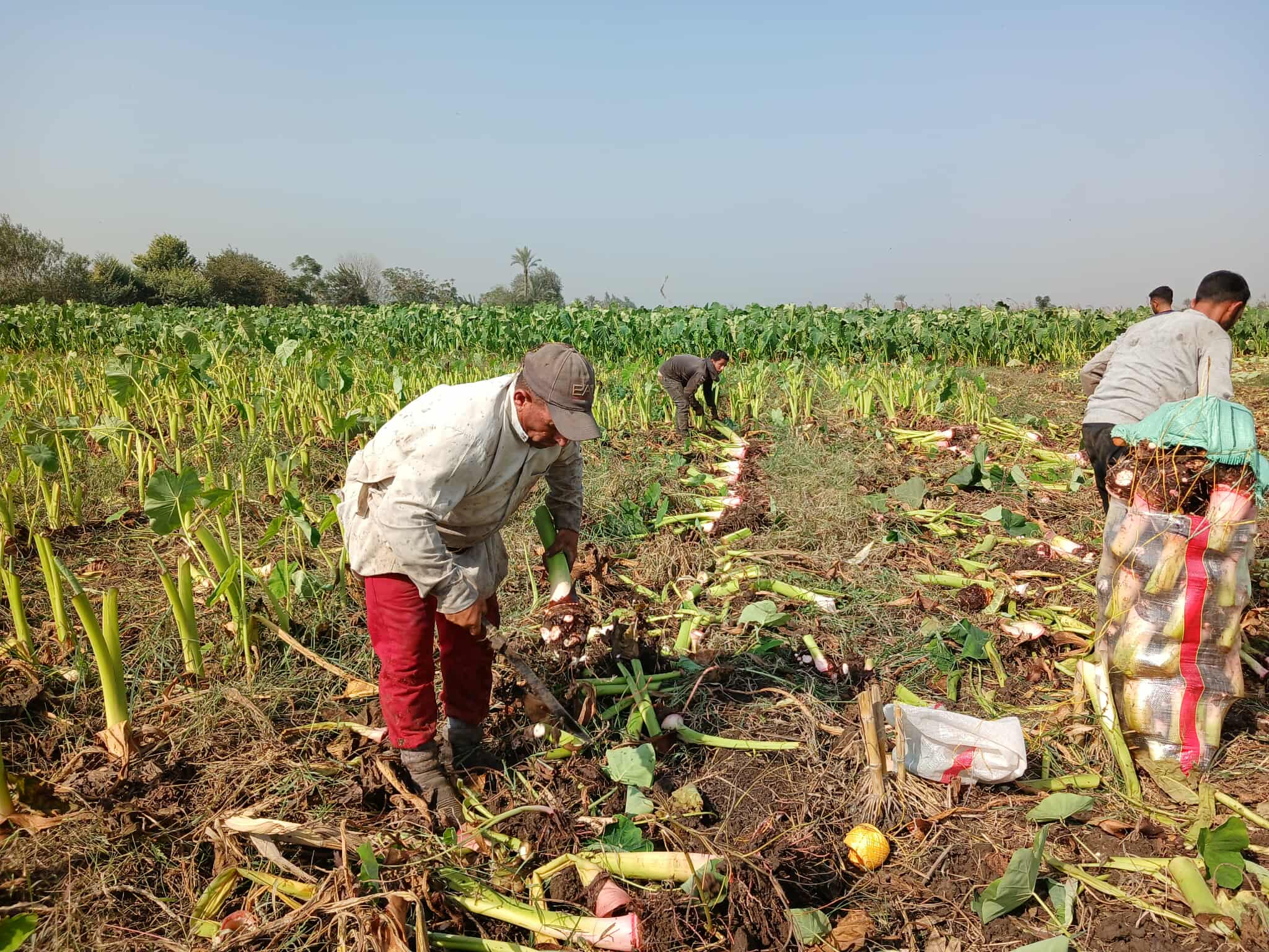 موسم الحصاد