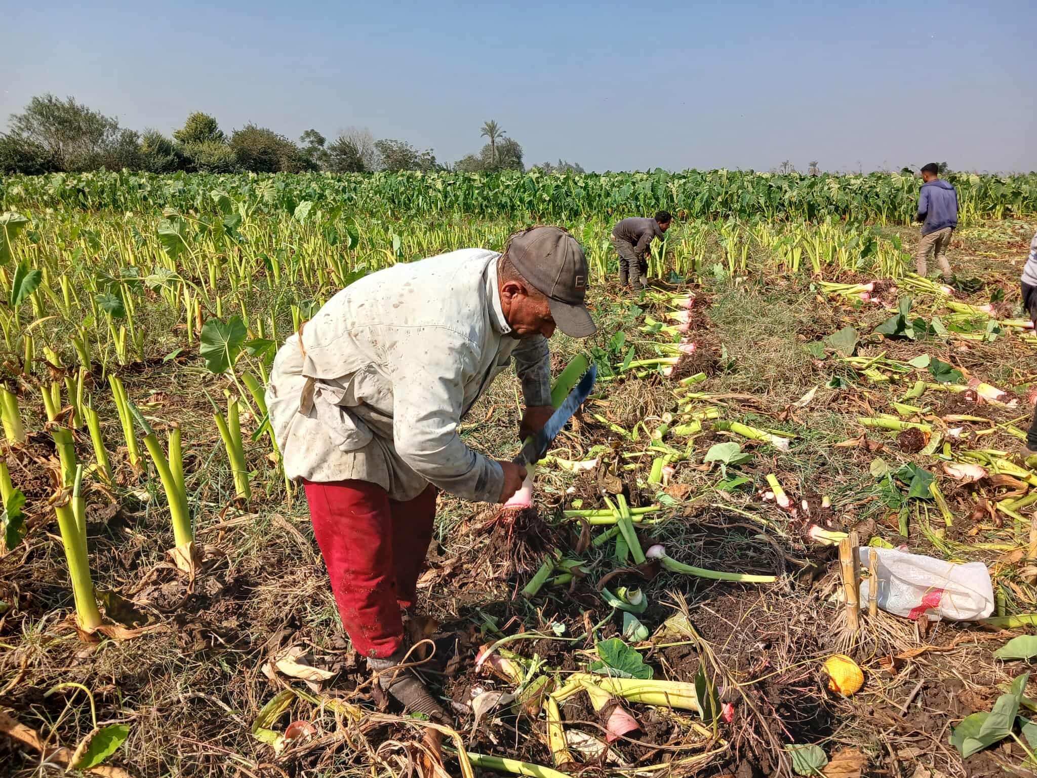 طريقة الحصاد