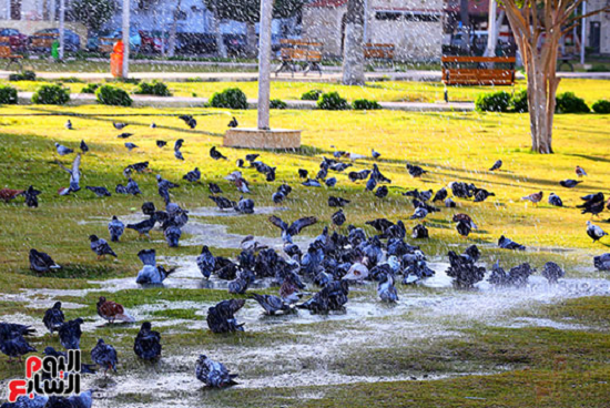 ميدان الحمام في بورسعيد